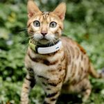 Kippy GPS Tracker für Katzen