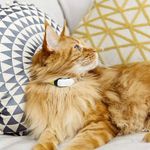 Kippy GPS Tracker für Katzen