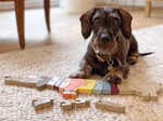 12413-small-foot-Buchstabenpuzzle-Hund-Fiete-1.jpg