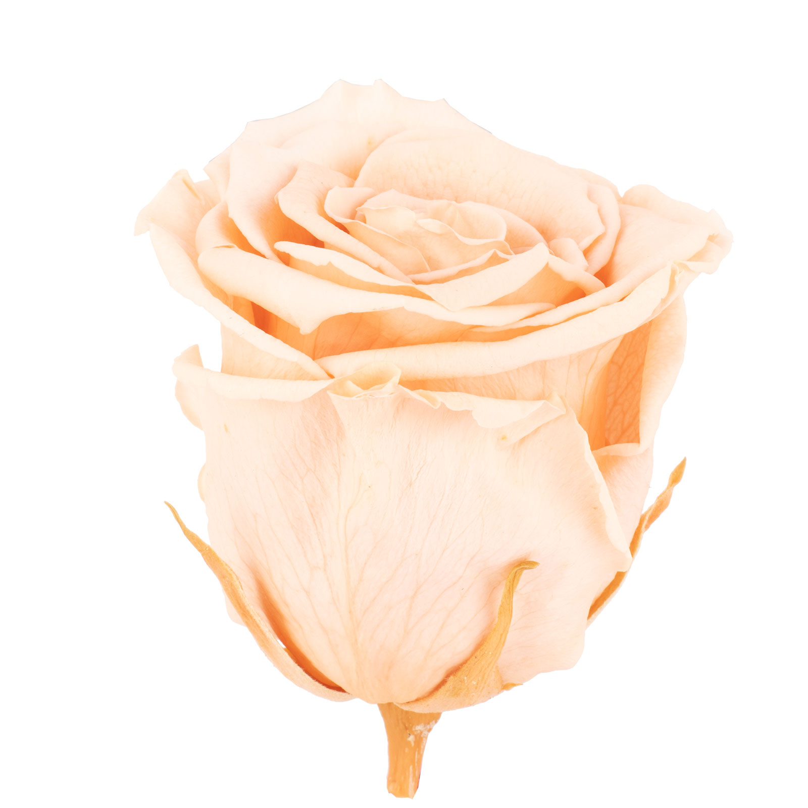 Paket] 6er-Pack Infinity-Bloom Rosenköpfe XL - rosé - Kopf-Ø ca. 6,5 cm