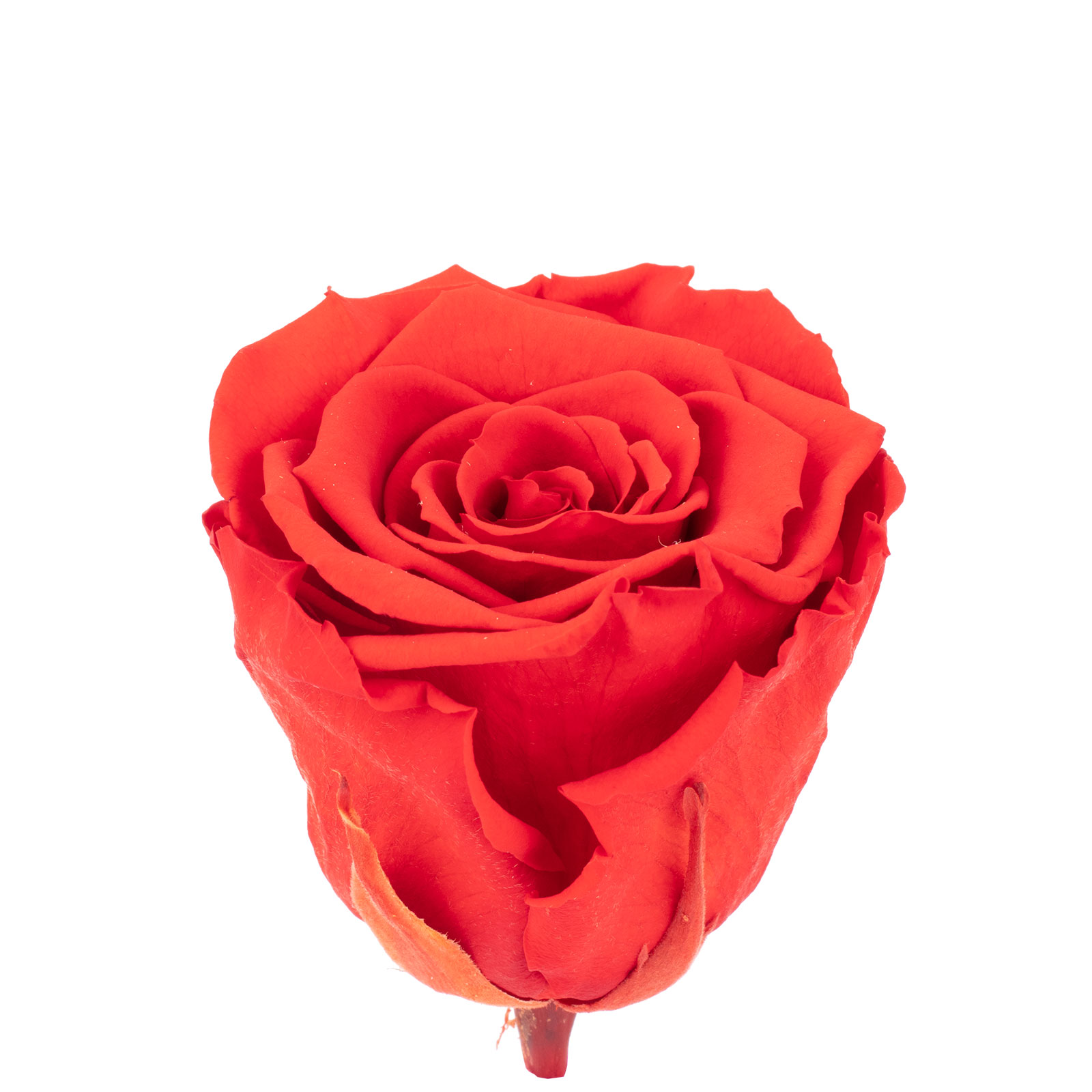 Paket] 6er-Pack Infinity-Bloom Rosenköpfe XL - light red - Kopf-Ø ca. 6,5 cm