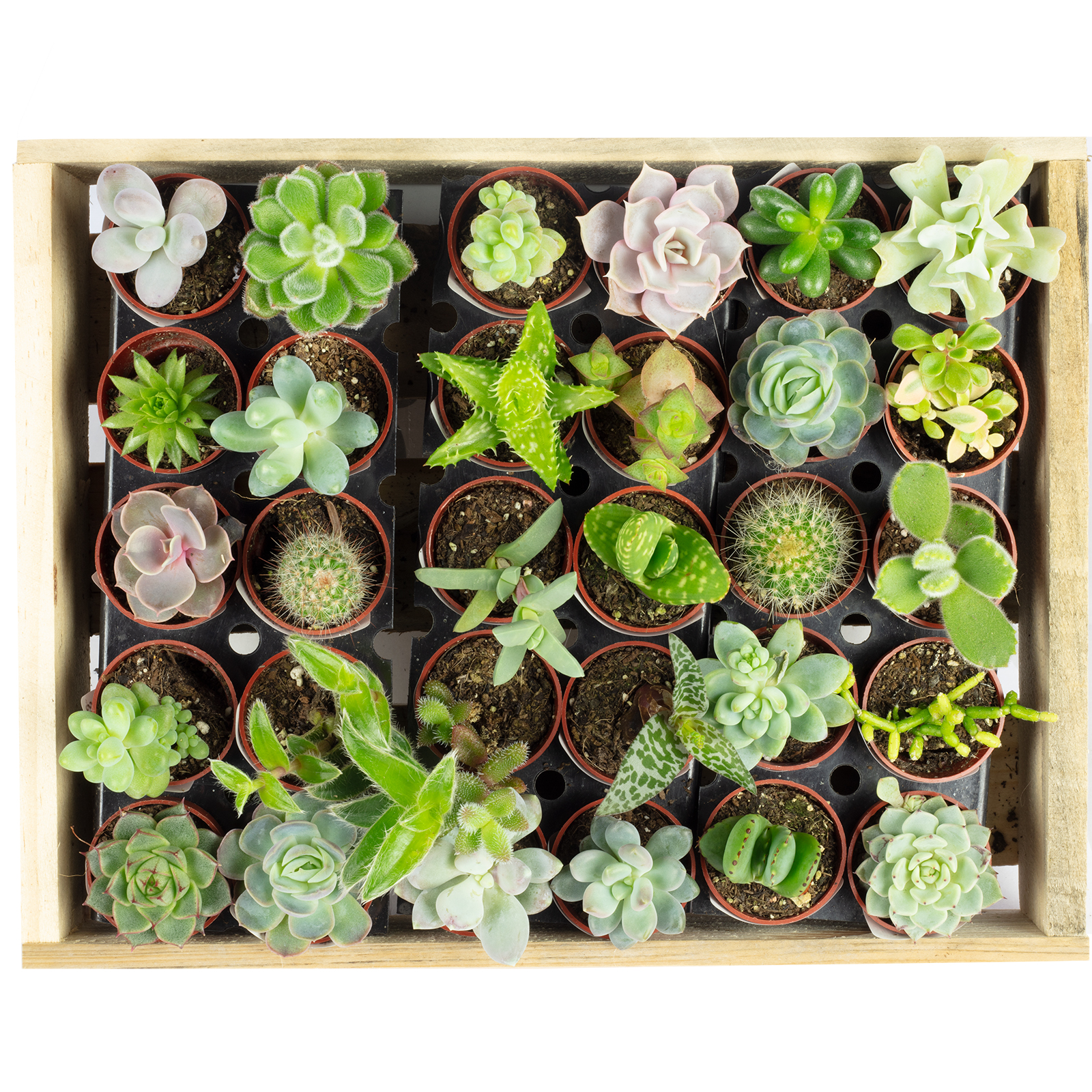 Bio Sukkulenten mini Mix - 30 Pflanzen in Holzkiste - Sukkulenten : Höhe ca. 8 cm, Topf-Ø 4 cm - Kiste: ca. 27 x 21 cm