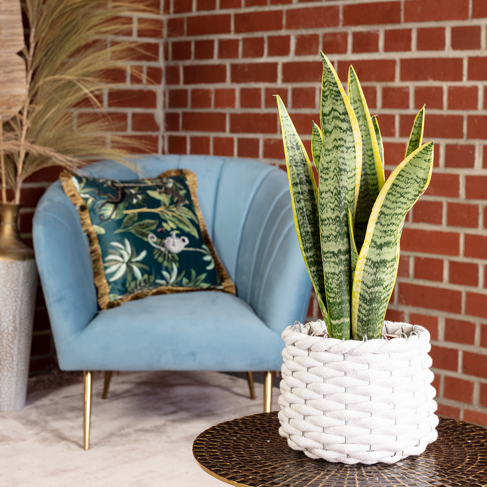 Paket] Sansevieria trifasciata 'Laurentii' – Robuster Bogenhanf, Luftreiniger, 30 cm hoch, Topf-Ø 12 cm