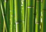 Wall mural wallpaper bamboo exotik photo 3.6m x 2.54m 1