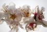 Photo wallpaper cherry blossom white 360 cm x 270 cm 1