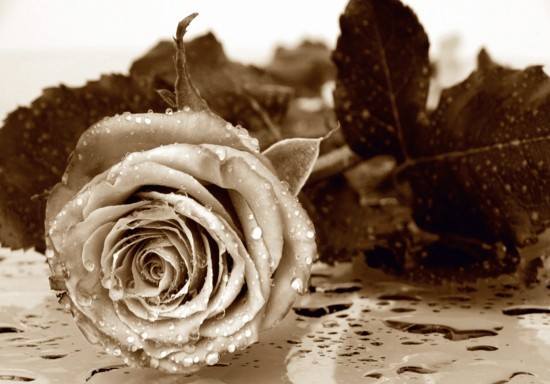 Wall mural wallpaper rose flower photo 360cmx254cm
