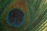 Harald Glööckler wallpaper panel gold green peacock 52726  1