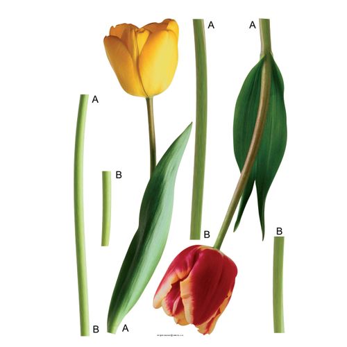 Wall tattoo sticker decoration flowers tulips red yellow