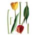 Wall tattoo sticker decoration flowers tulips red yellow 1