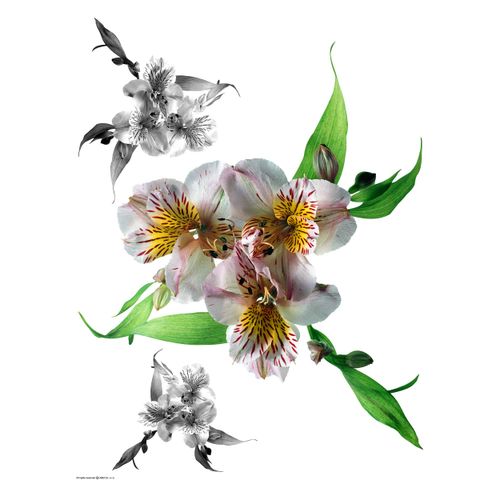 Wall tattoo sticker decoration blossom flowers white green