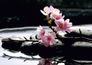 Wall mural wellness cherry blossom stones 360cm x 254cm 1