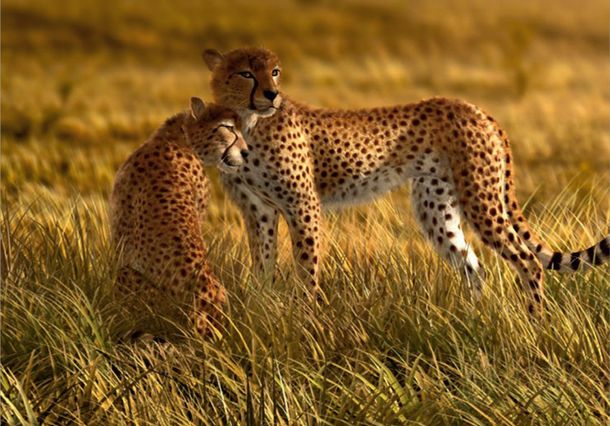 Mural wallpaper wilderness cheetah safari 360cmx270cm