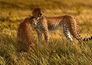 Mural wallpaper wilderness cheetah safari 360cmx270cm 1