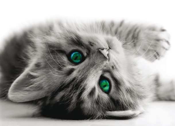 XXL Poster Wallpaper Cat grey 30th 40th 160x115cm/1.75x1.26yd