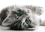 XXL Poster Wallpaper Cat grey 30th 40th 160x115cm/1.75x1.26yd 1