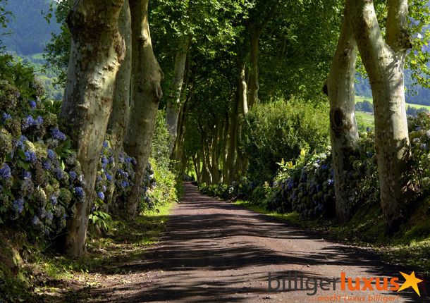 Wall mural wallpaper trees avenue street 360 cm x 254 cm