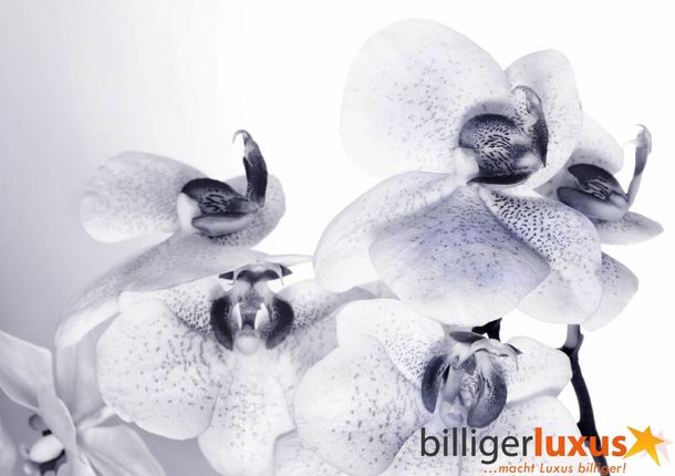 Wall mural wallpaper orchidee flower white 360 cm x 254 cm