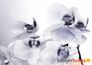Wall mural wallpaper orchidee flower white 360 cm x 254 cm 1