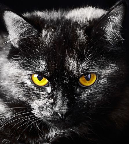 Wall mural cat animal eyes black white yellow 180 x 202 cm
