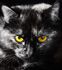 Wall mural cat animal eyes black white yellow 180 x 202 cm 1