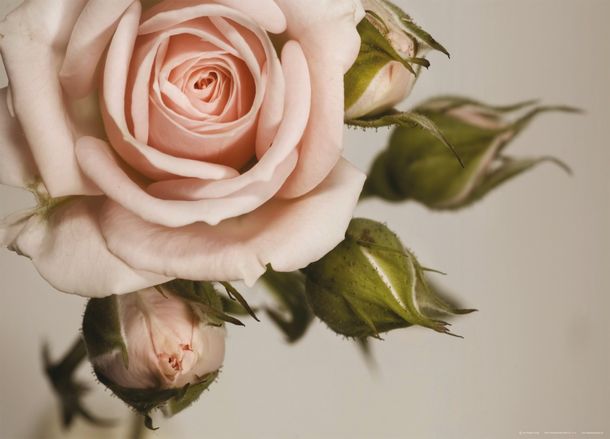 XXL poster wall mural rose flower plant 160 cm x 115 cm