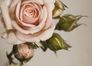 XXL poster wall mural rose flower plant 160 cm x 115 cm 1