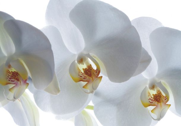 Wallpaper poster photo flower orchid white 127 x 180cm