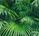 Wallpaper Rasch Crispy Paper nature green 524901 1