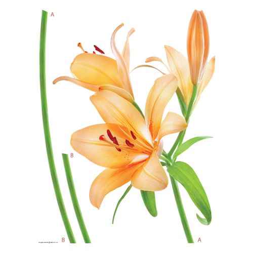 Wall Sticker Decoration Flower Nature green 65x85cm
