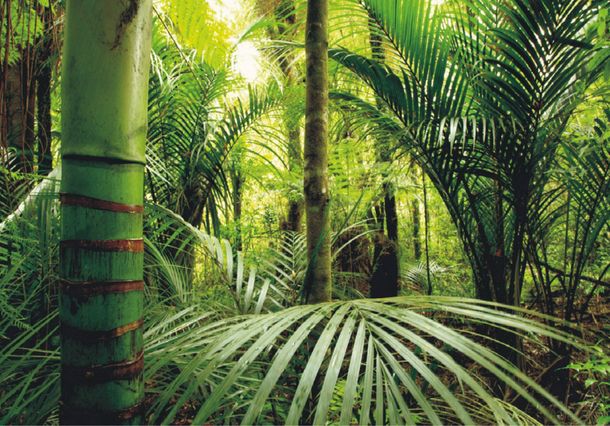 Photo wallpaper jungle bamboo fern trees nature | paper non woven Des-4