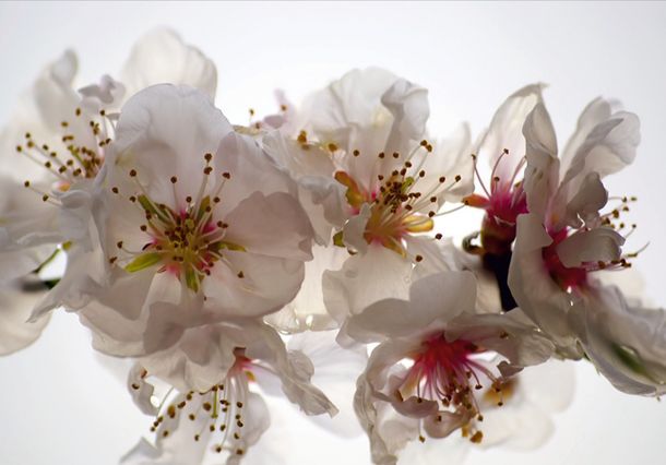 Photo wallpaper flowers blossoms floral | paper non woven Des-5