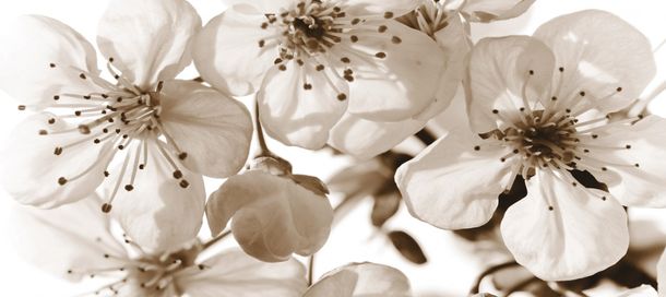 Photo wallpaper flowers floral nature | paper non woven Des-28