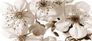 Photo wallpaper flowers floral nature | paper non woven Des-28 1