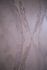 Detail picture Wallpaper Fuggerhaus Secret Garden ornaments champagner 4811-19 2