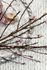 Articlepicture Non-Woven Wallpaper Rope light grey Rasch Textil Boho Chic 148698 2