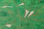 Non-Woven Wallpaper Leaves green gold Gloss 36927-3 2