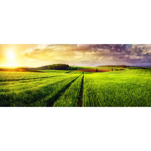 Photo Non-Woven Wallpaper Field Meadow yellow green