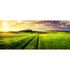 Photo Non-Woven Wallpaper Field Meadow yellow green 1