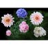 Photo Non-Woven Wallpaper Flower Floral green rose 1