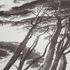 Non-woven wallpaper trees white brown 37651-1 3