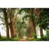 Photo Wallpaper Avenue brown yellow DD109225 1