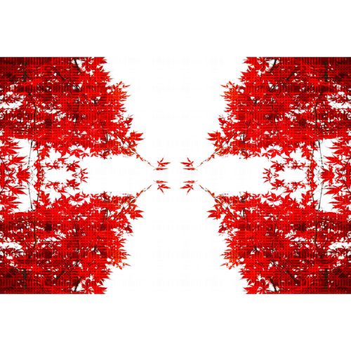 Photo Wallpaper Tree Leaves red white DD109035