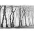 Photo Wallpaper Bark white AS Creation DD109240 2