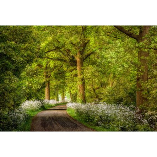 Photo Wallpaper Fairytale Forest brown green DD109245
