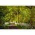 Photo Wallpaper Fairytale Forest brown green DD109245 1