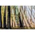 Photo Wallpaper Mystic Forest brown AS Creation DD109320 2