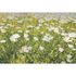 Photo Wallpaper Daisies yellow green DD108980 2