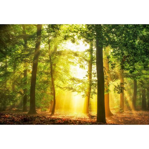 Photo Wallpaper Forest Glade yellow green DD109235