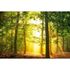 Photo Wallpaper Forest Glade yellow green DD109235 1