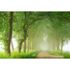 Photo Wallpaper Forest Path Mist brown green DD109265 1